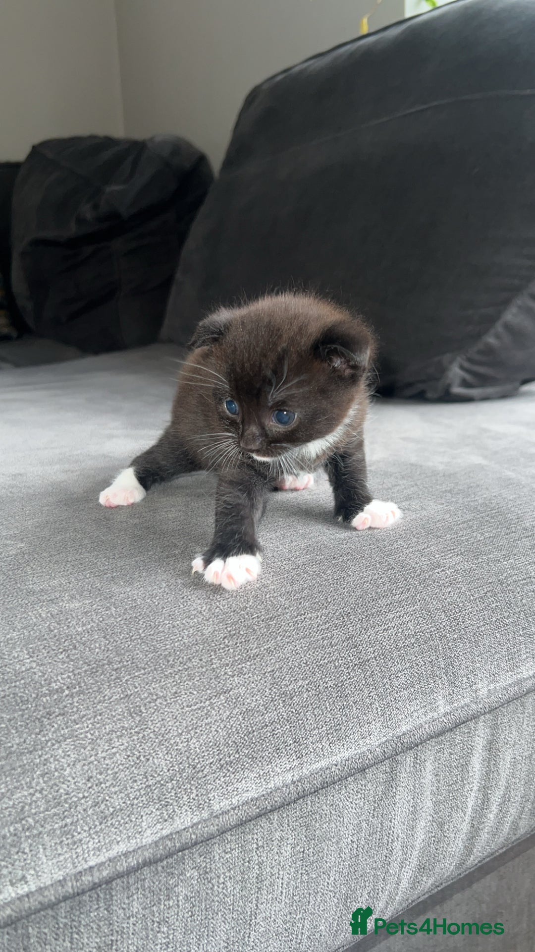 Scottish Fold cats for sale: Beautiful Scottish Fold Kittens  - Image 8