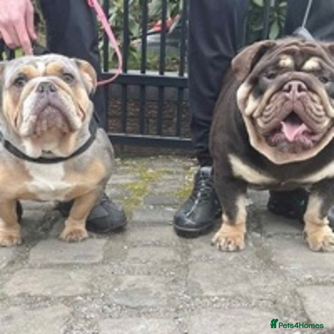 English Bulldog dogs for stud: 💥MARLO BLUE MERLE ENGLISH BULLDOG STUD💥 in Liverpool - Image 5