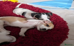 Jackapoo dogs for sale: Gorgeous Jackapoo Puppies for sale  - Image 13