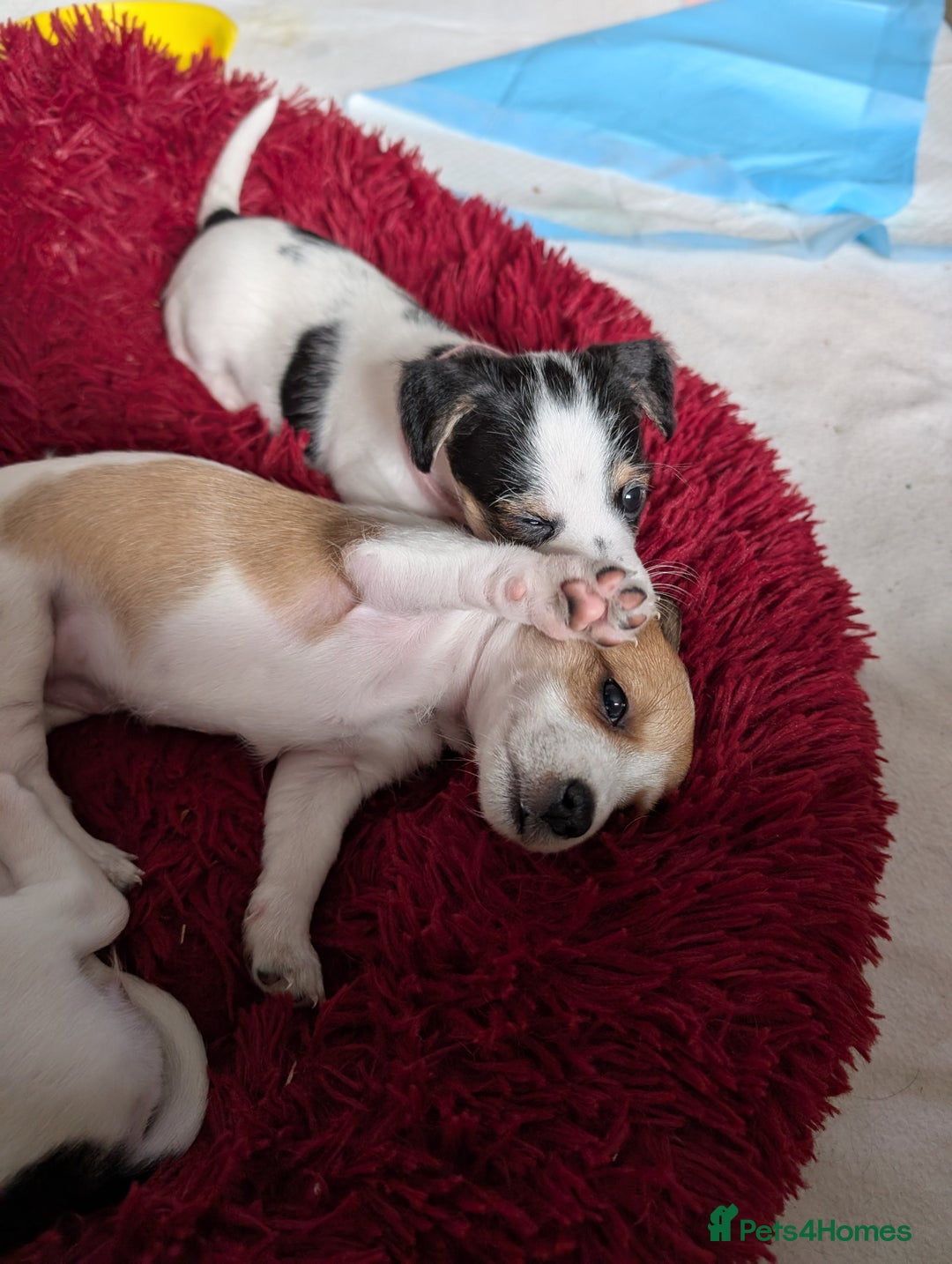 Jackapoo dogs for sale: Gorgeous Jackapoo Puppies for sale  - Image 13