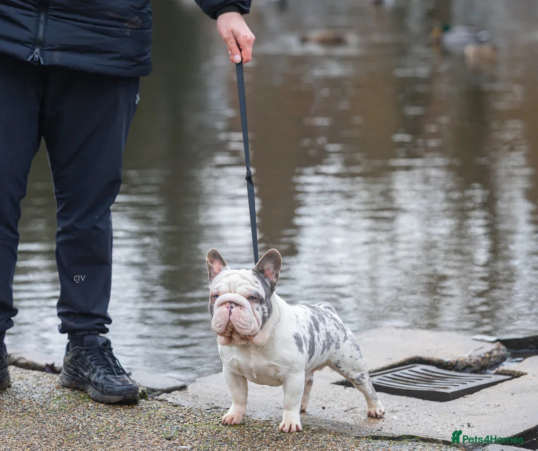 French Bulldog dogs for stud: ICE 🧊  - Advert 1