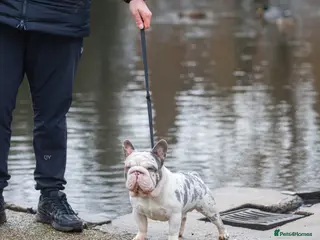 French Bulldog dogs ICE 🧊 - Advert 1