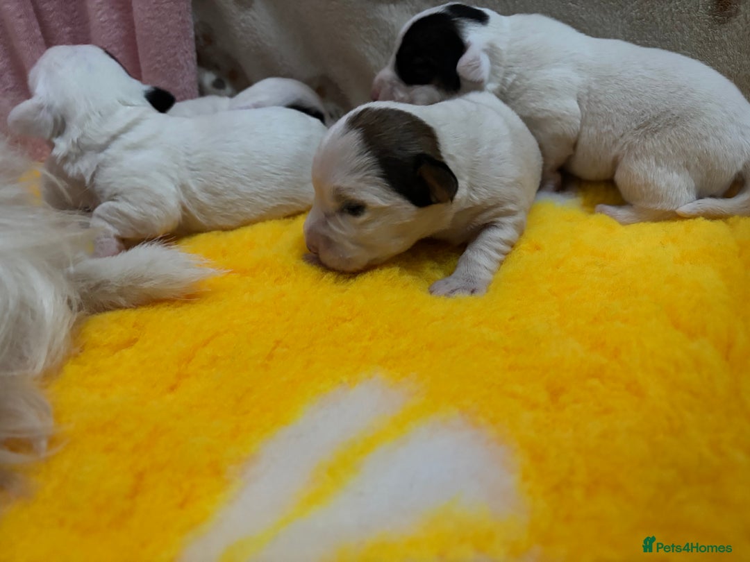 Sealyham Terrier dogs for sale: Sealyham Terrier Puppies  - Advert 5