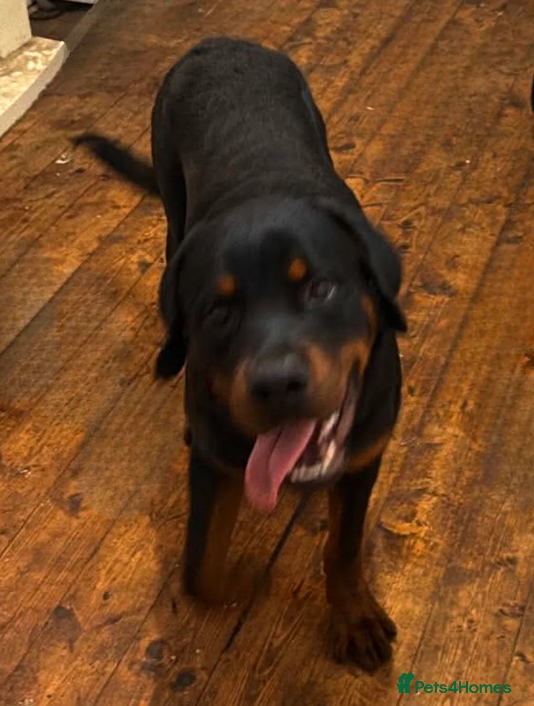 Rottweiler dogs for sale: Rottweiler pup Beautiful Boy 10 months £550 Essex  - Advert 2