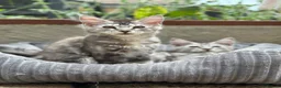 Maine Coon cats for sale: 🩶 3 Stunning Large Males 🩶 - Advert 10