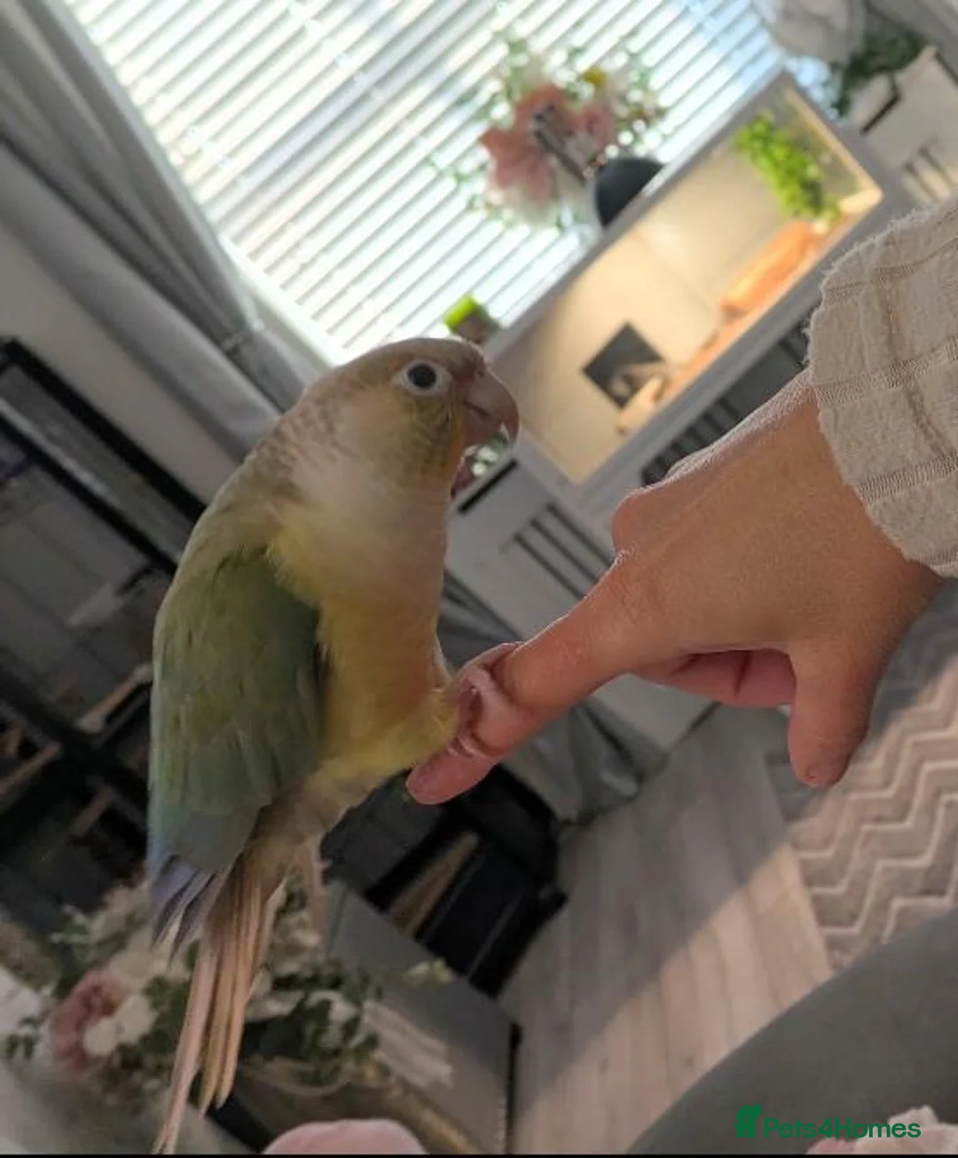 Conures birds for sale: Conure Parrot in Runcorn - Advert 10