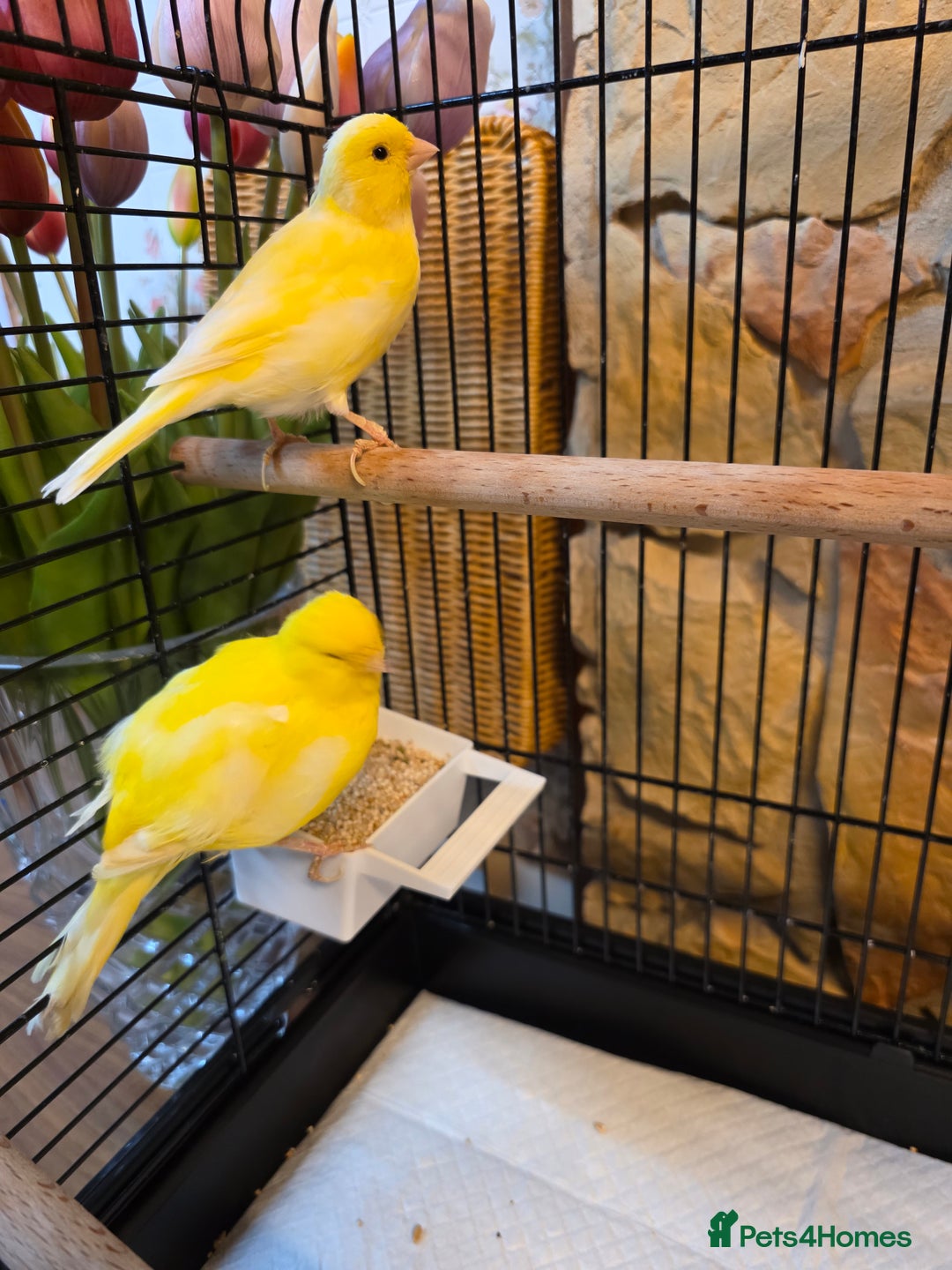 Canaries birds for sale: Two Canaries for Sale with Cage & Full Setup - Advert 3