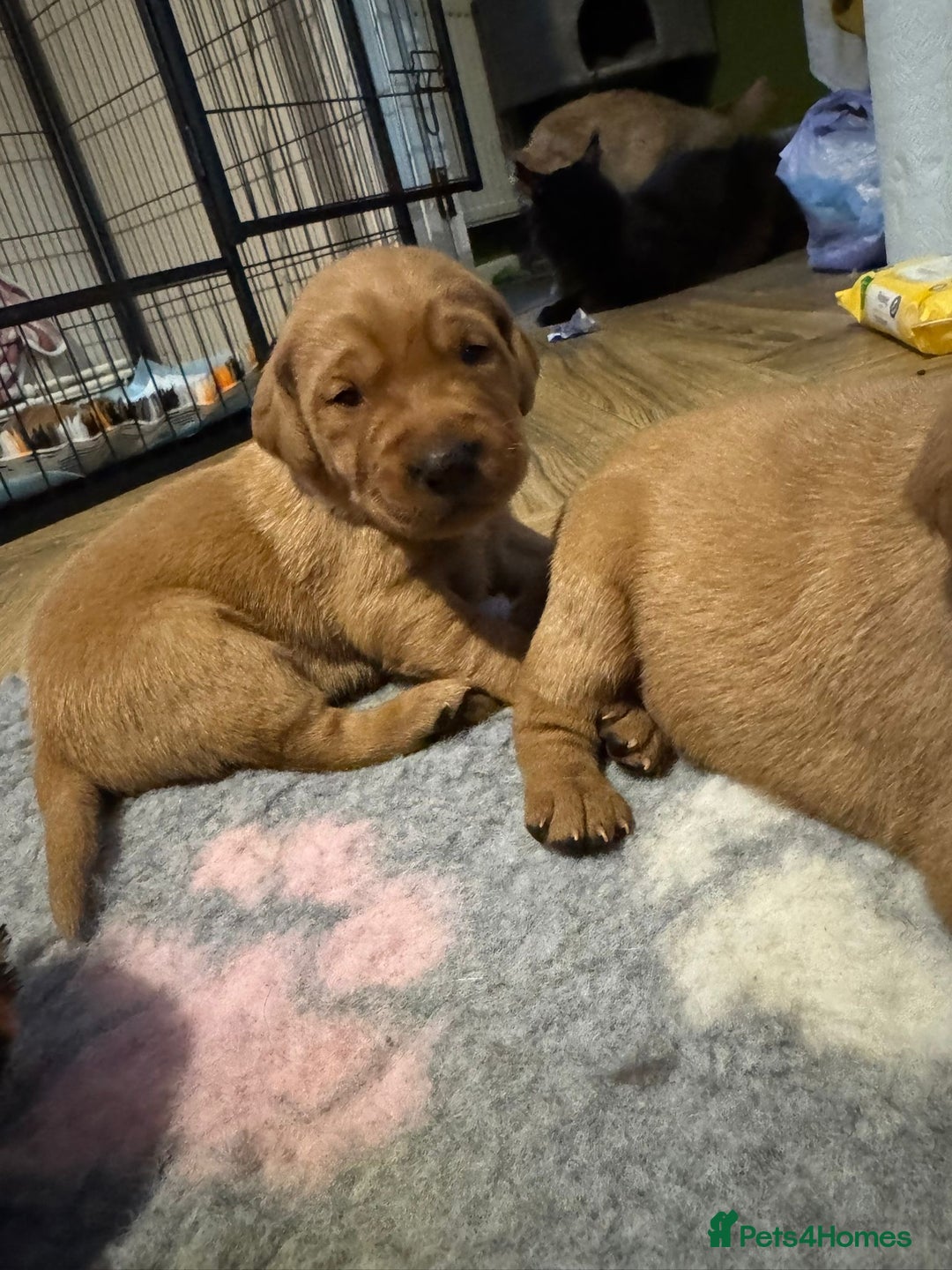 Labrador Retriever dogs for sale: Stunning 5* KC registered Fox Red Labradors - Advert 9