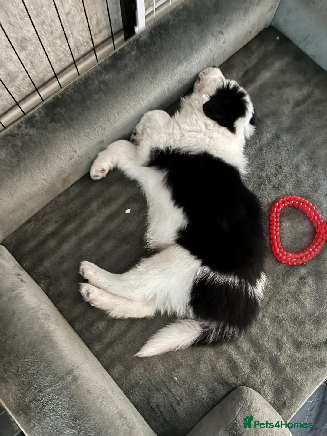 Border Collie dogs for sale: Border Collie black and white - Advert 2
