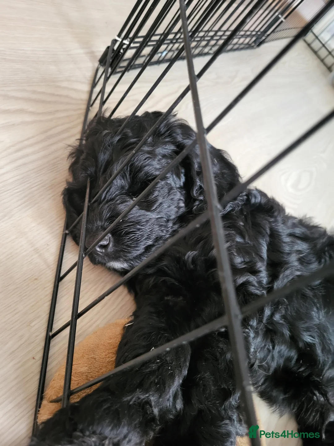 Cockapoo dogs for sale: Gorgeous cockapoo boys  - Advert 2