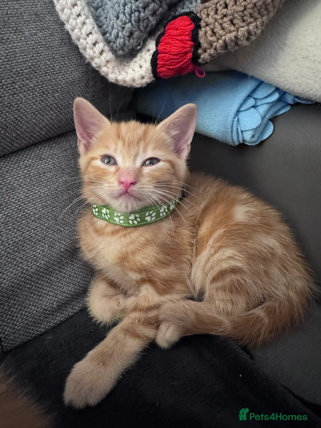 Mixed Breed cats for sale: Beautiful kittens looking for new home ❤️ - Advert 7