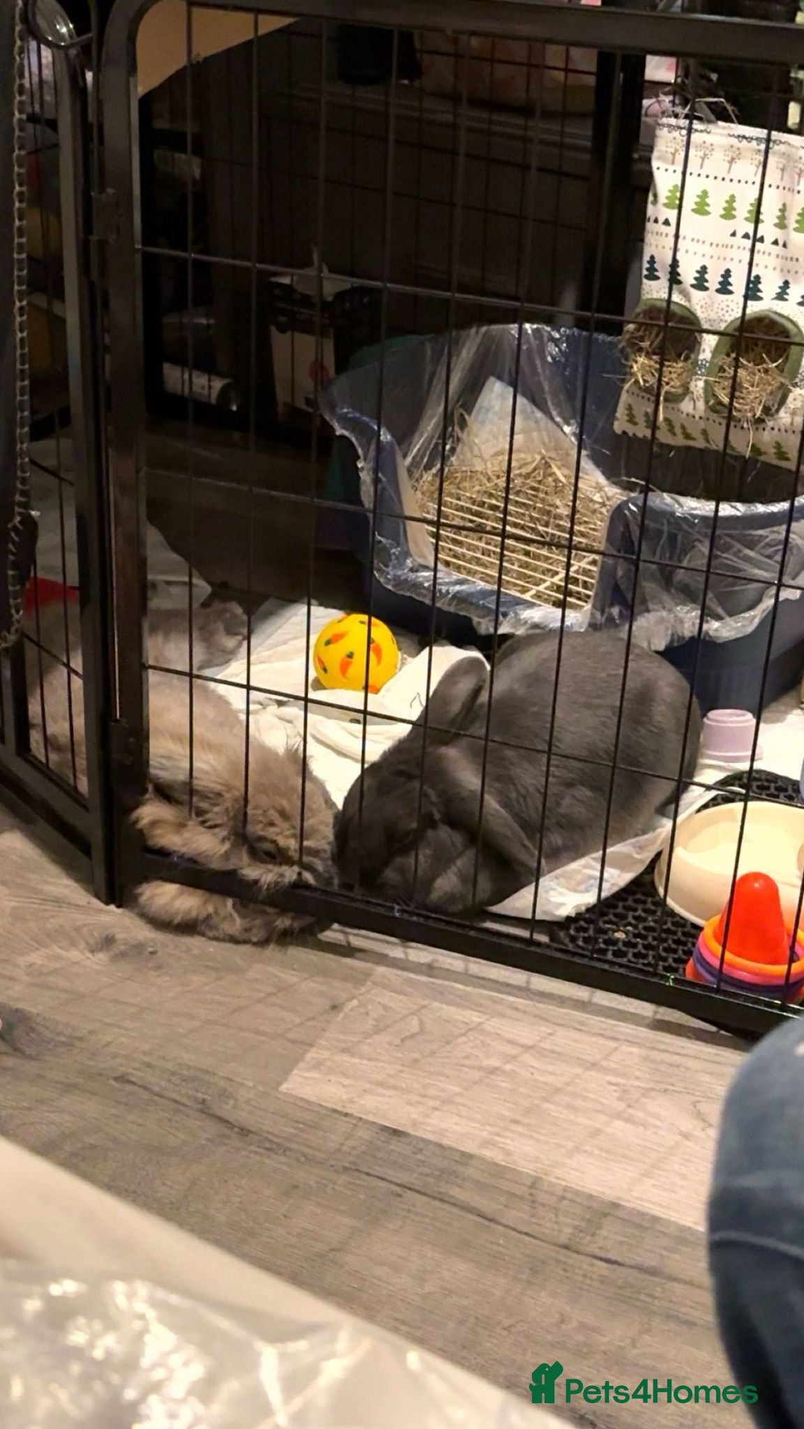 Mixed Breed rabbits Rabbits for sale  - Advert 1