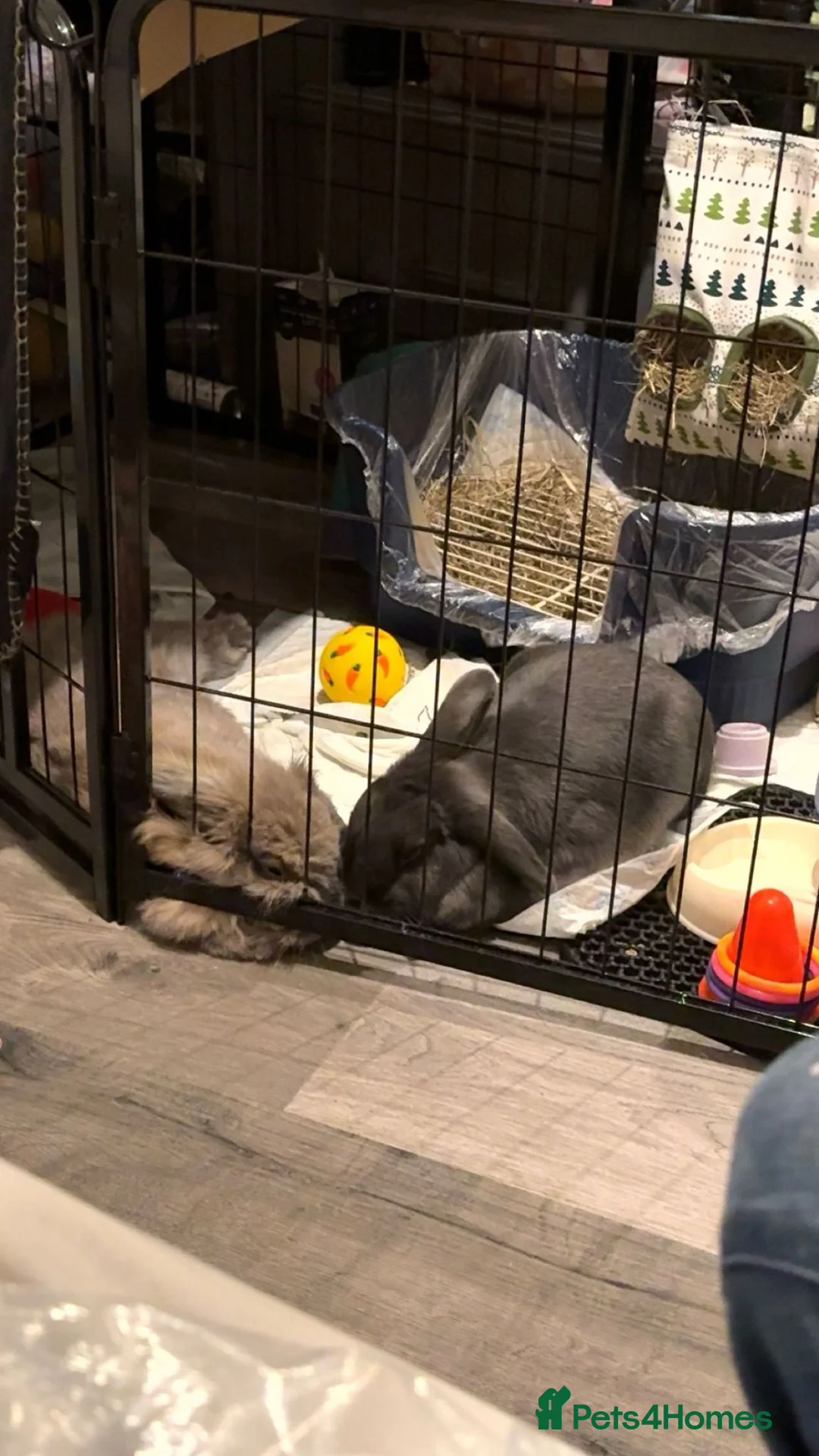 Mixed Breed rabbits for sale: Rabbits for sale  - Advert 1