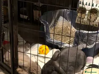 Mixed Breed rabbits Rabbits for sale - Advert 10