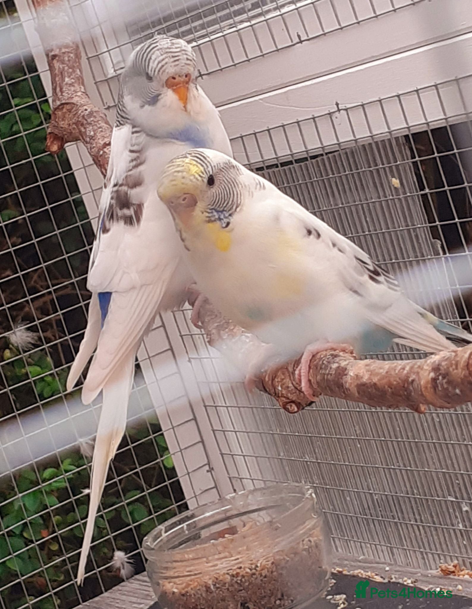 Budgerigars birds Baby Budgies & Adult show type blue budgies - Advert 11