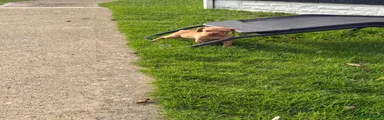 Mixed Breed 1
