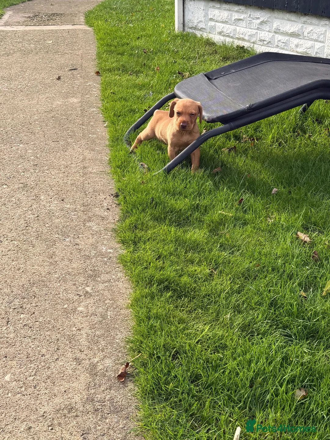 Mixed Breed dogs for sale: Beautiful Cockzler Boy  - Advert 2