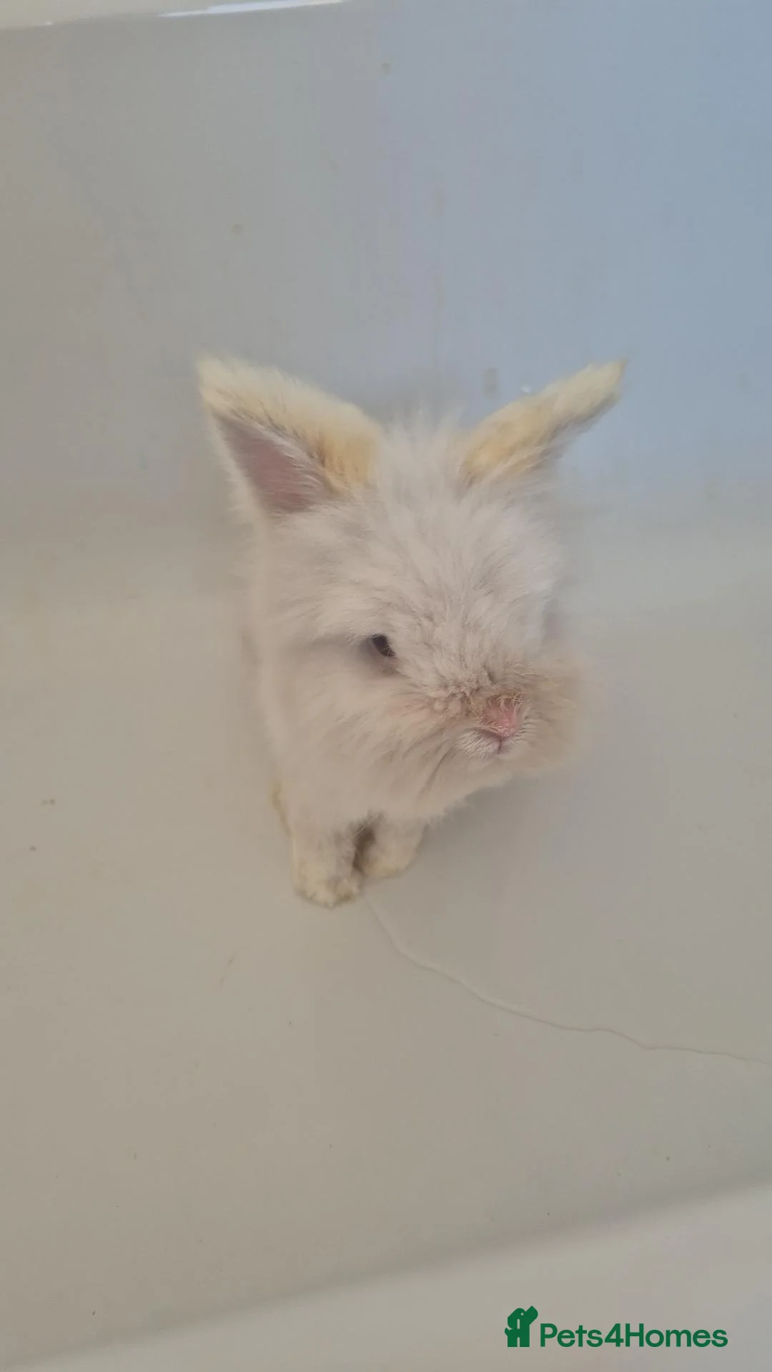 Angora rabbits for sale: boy rabbit 💙 - everything inc - Advert 5