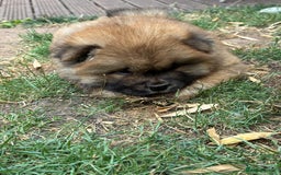 Chow Chow dogs for sale: 🐾 Chow Chow Puppies – Lilac & Chocolate Tones 🐾 - Image 4