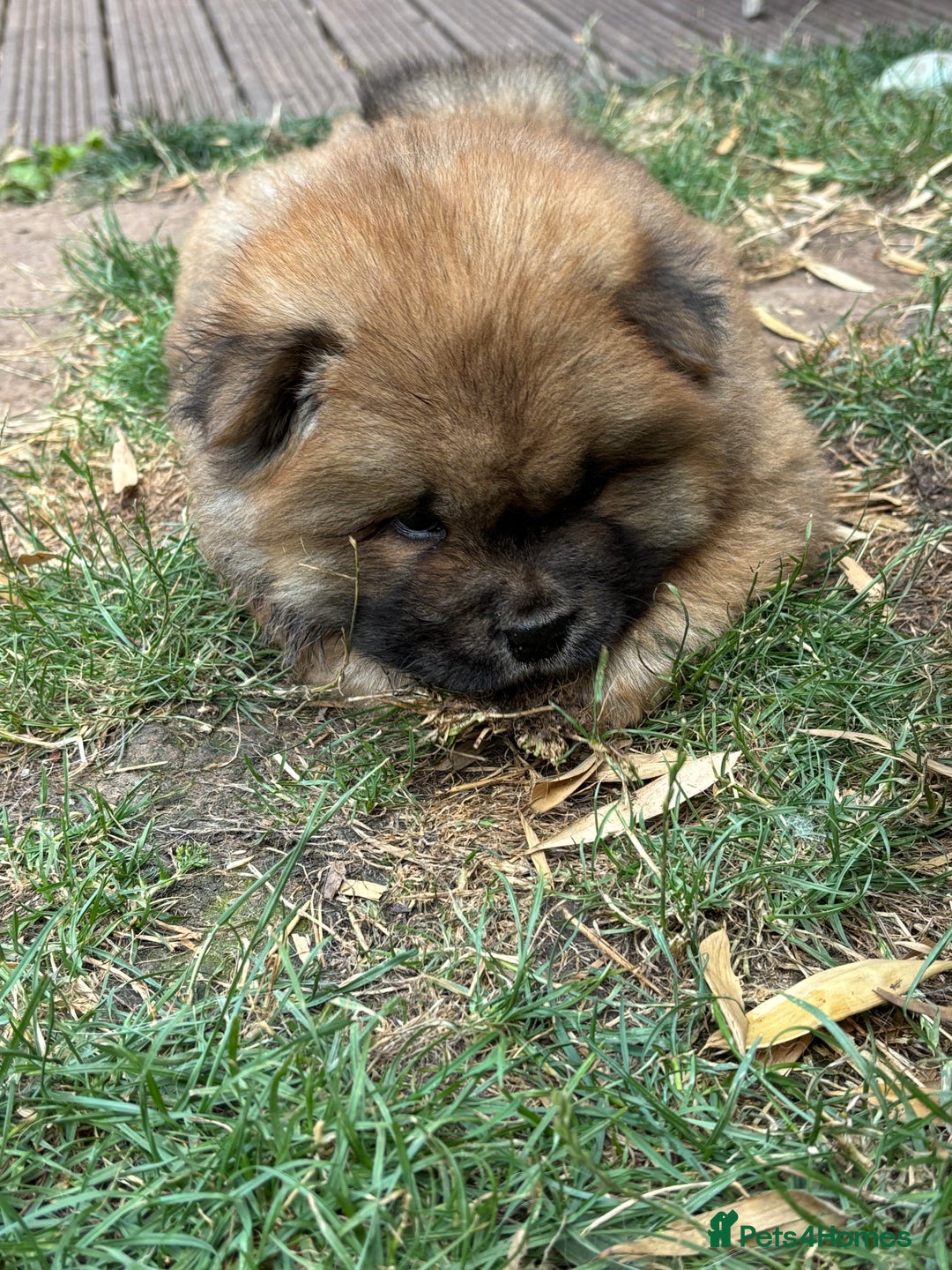 Chow Chow dogs for sale: 🐾 Chow Chow Puppies – Lilac & Chocolate Tones 🐾 - Image 4