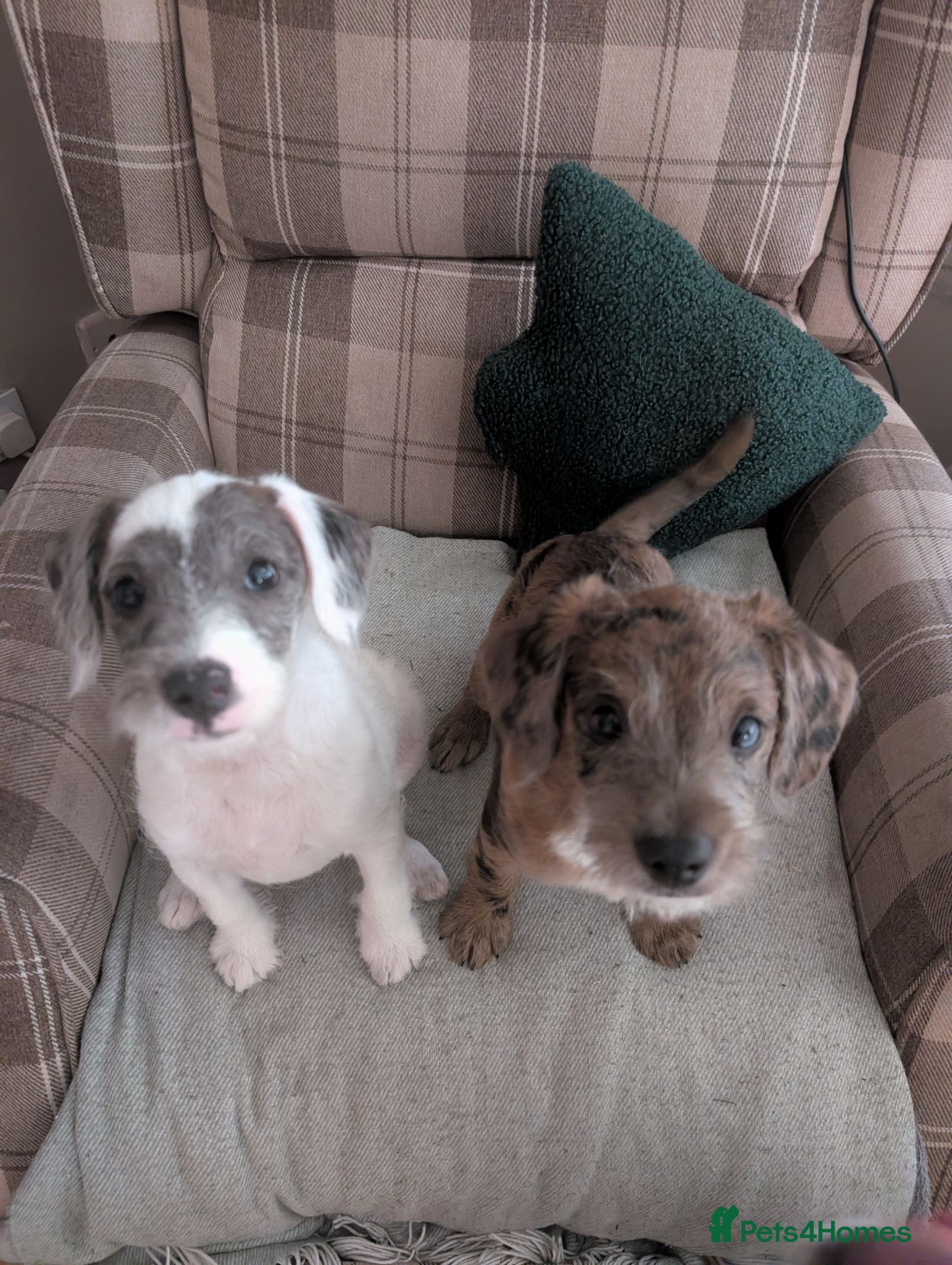 Mixed Breed dogs Jackapoo puppies for sale  - Advert 1