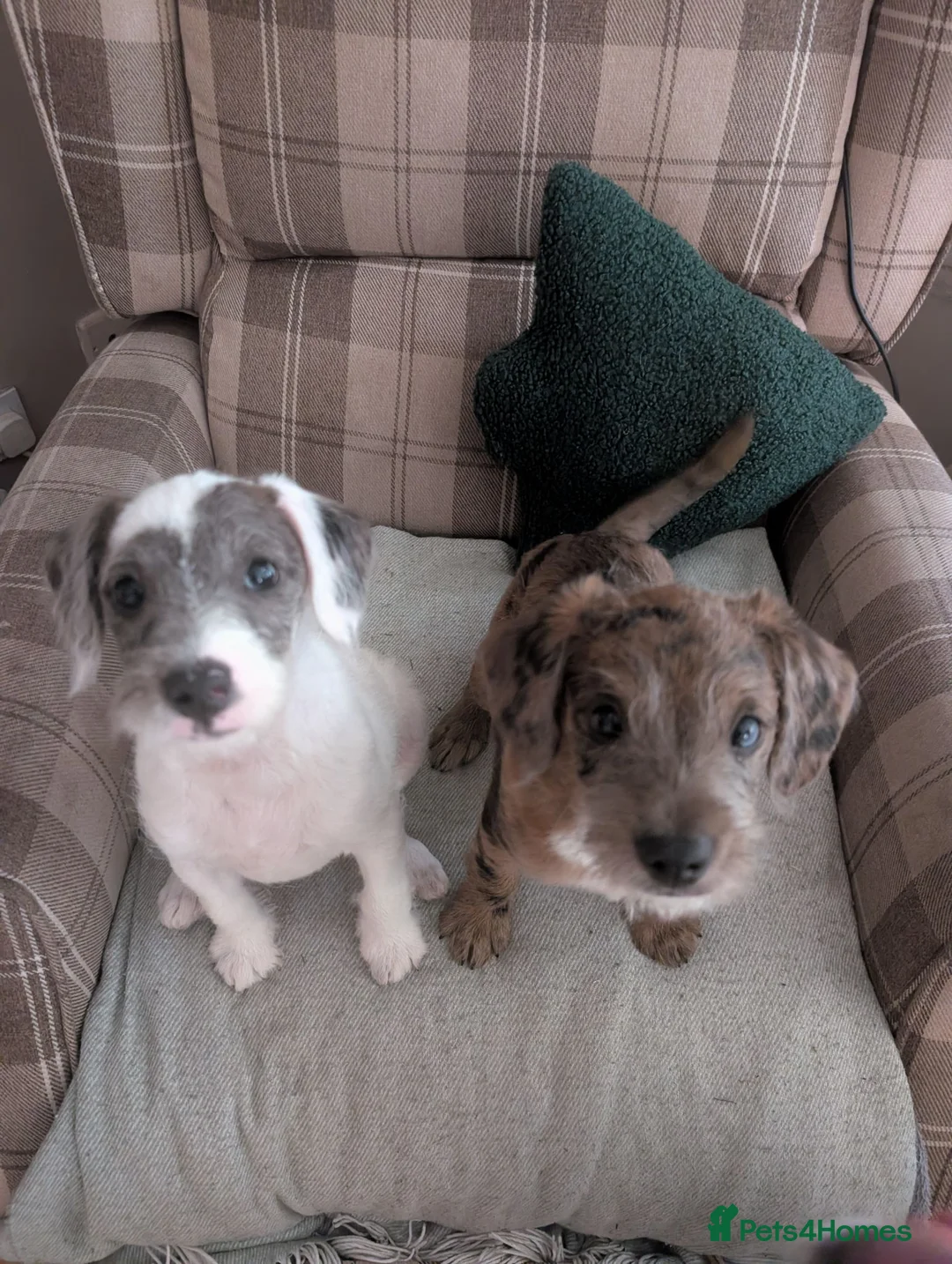 Mixed Breed dogs for sale: Jackapoo puppies for sale  in Willenhall - Advert 1