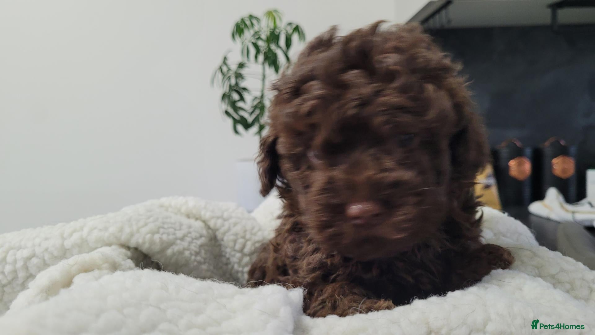 Sproodle dogs for sale: Toy Sproodle Puppies  - Advert 7