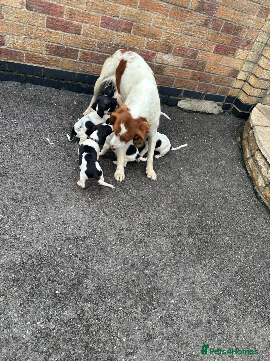 Mixed Breed dogs for sale: Beautiful litter of cocker Jacks - Image 11