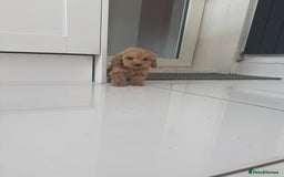Cockapoo dogs for sale: cockapoo puppies  - Image 21