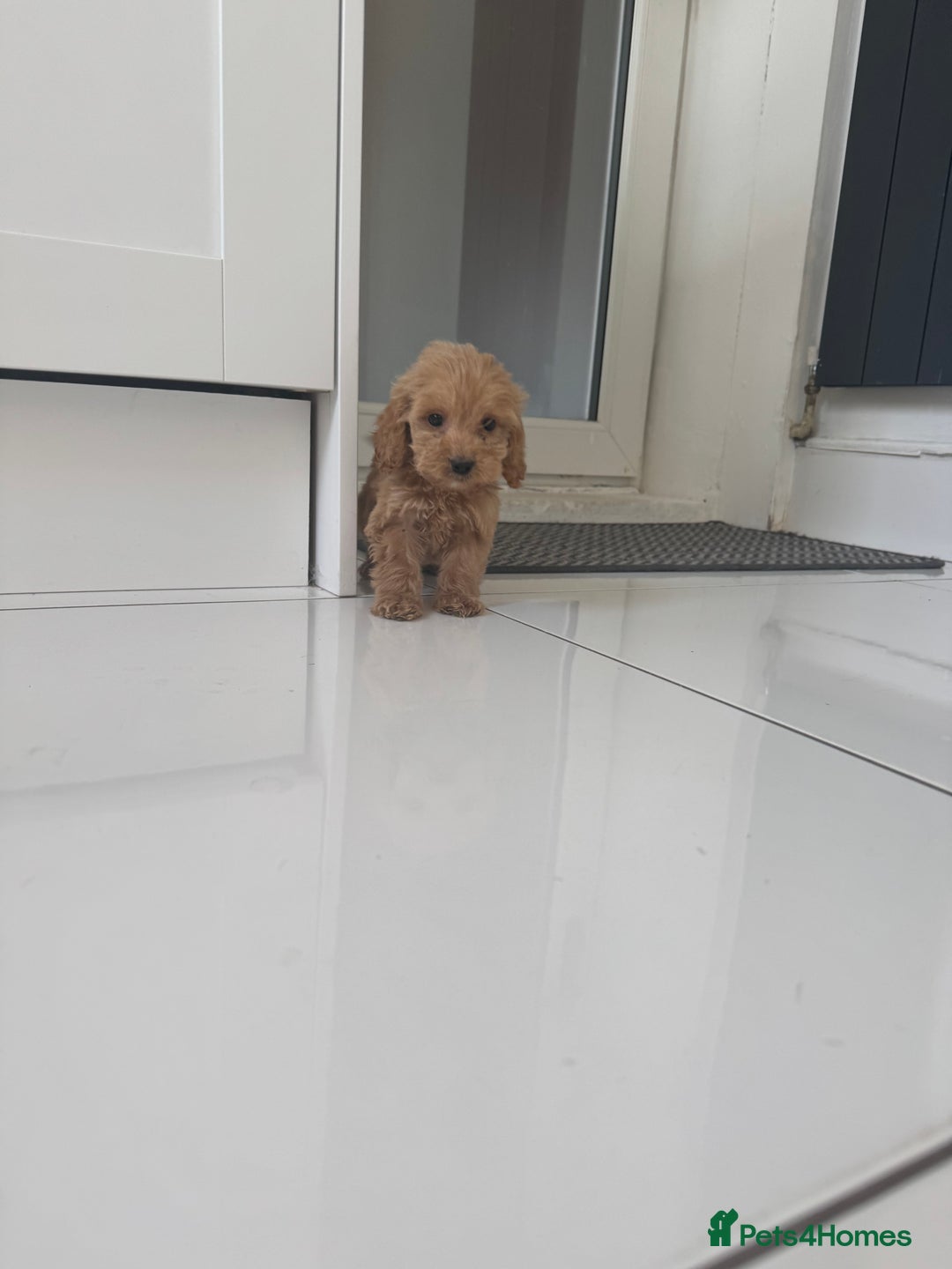 Cockapoo dogs for sale: cockapoo puppies  - Image 21