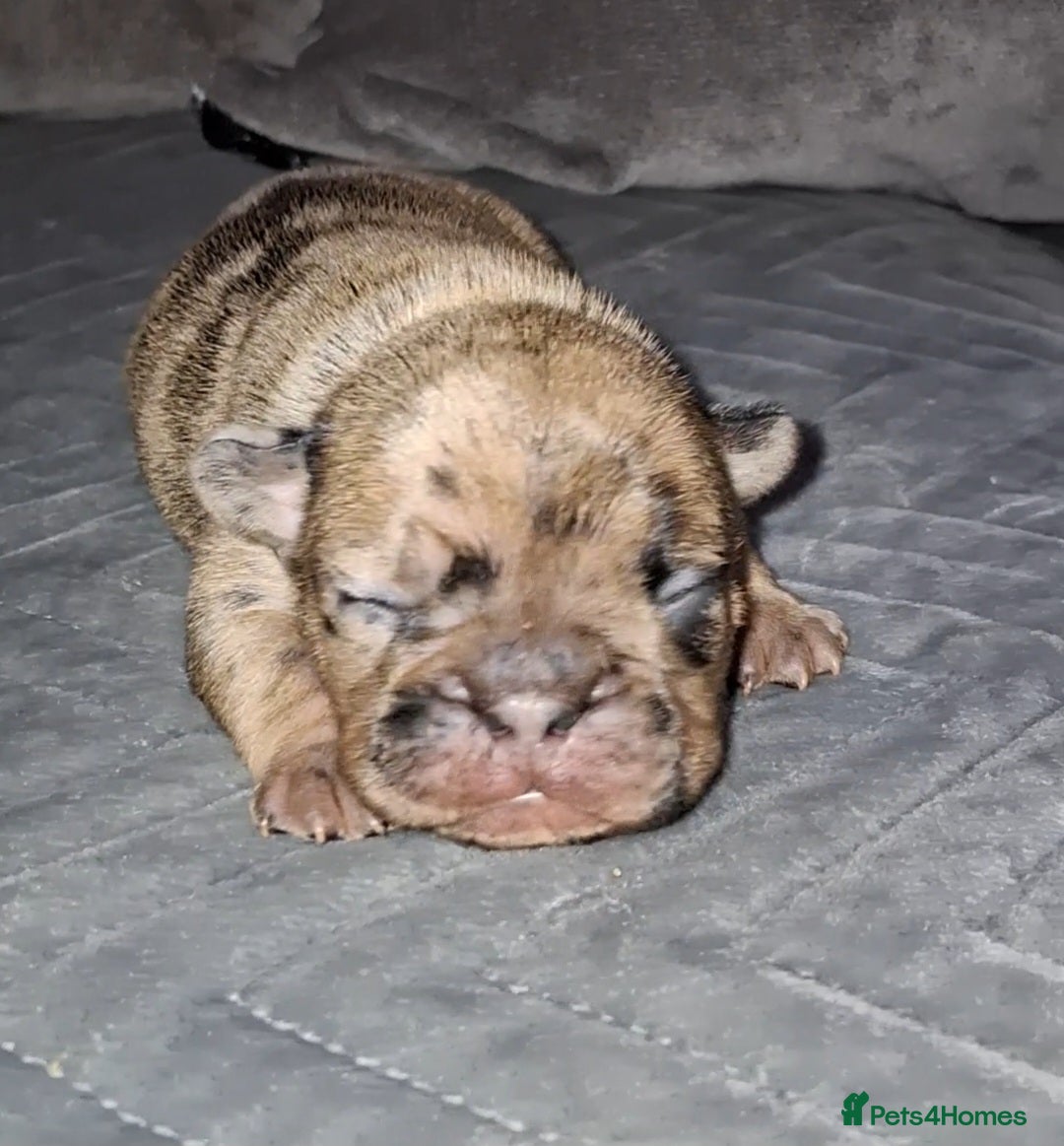 French Bulldog dogs for sale: 8 stunning french bulldogs - Advert 26