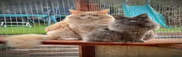 Maine Coon cats for stud: Maine Coon Pedigree for Stud. GCCF/TICA Registered - Advert 6