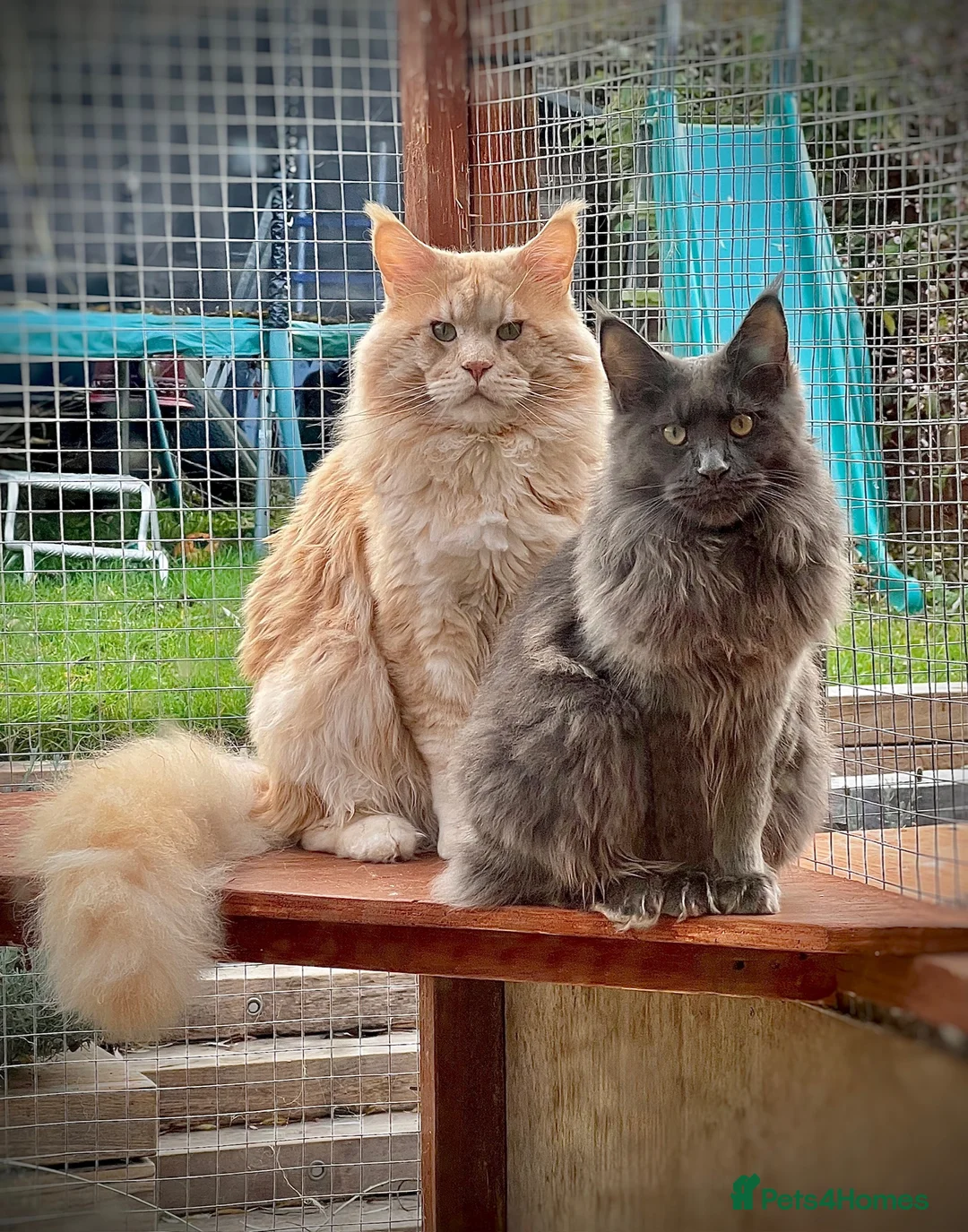 Maine Coon cats for stud: Maine Coon Pedigree for Stud. GCCF/TICA Registered - Advert 6