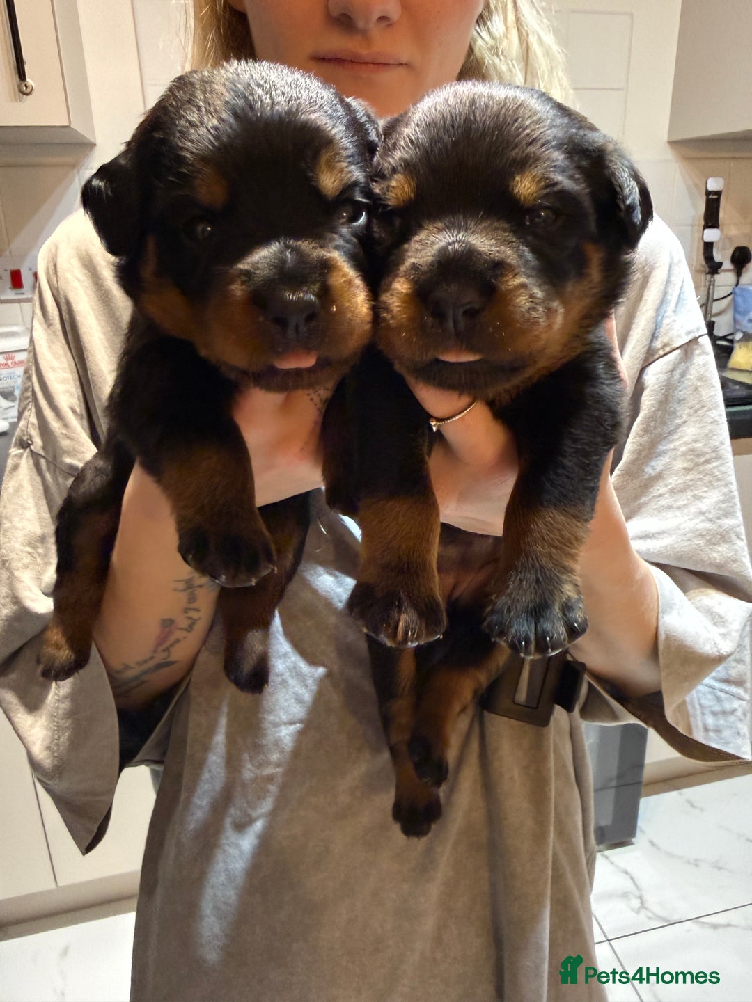 Rottweiler dogs for sale: The Warren litter! - Advert 9