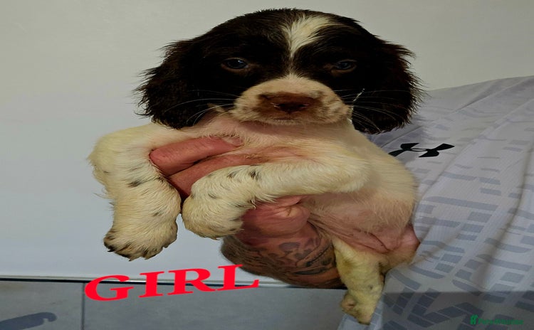 English Springer Spaniel dogs - Advert 3