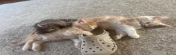 Maine Coon cats for sale:     ✨TICA Maine Coon Kittens | Licensed Breeder✨ - Advert 18