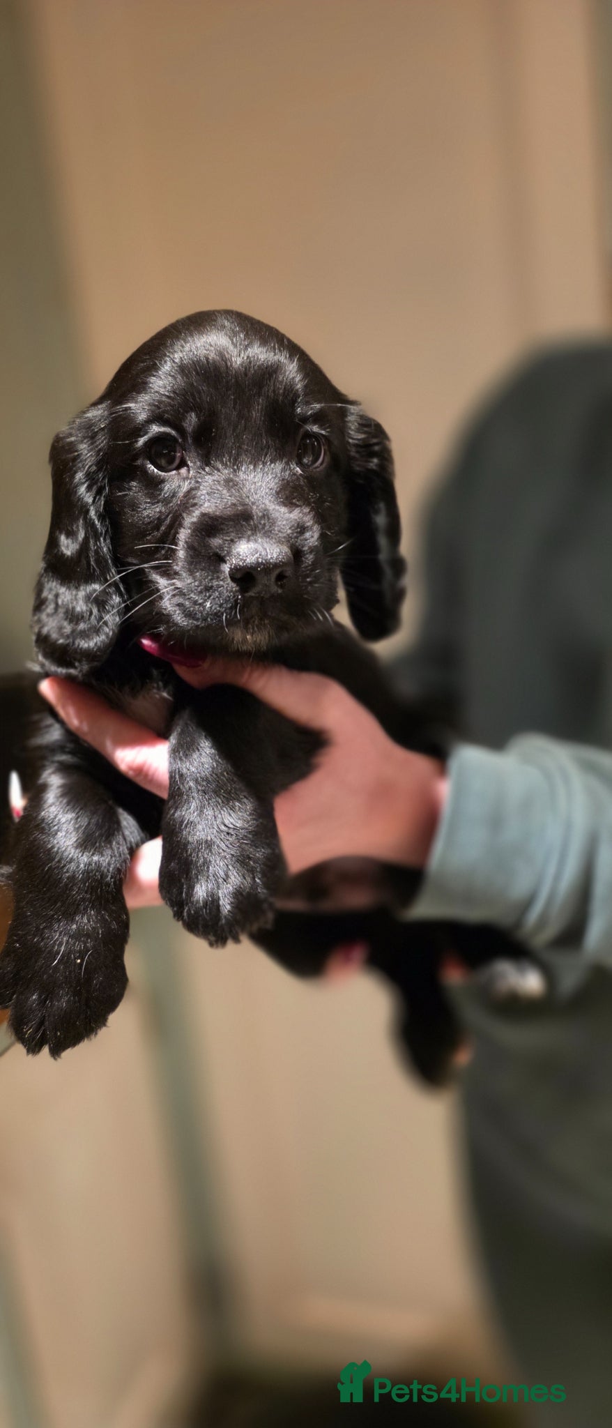 Sprocker dogs Sprocker spaniels puppies  - Advert 14