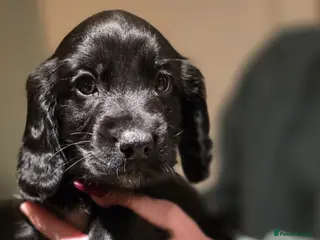 Sprocker dogs Sprocker spaniels puppies - Advert 14