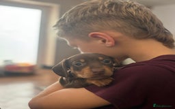 Miniature Dachshund dogs for sale: Beautiful KC Reg Miniature Dachshund Pups - Image 12