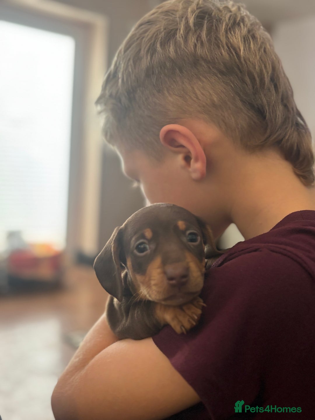 Miniature Dachshund dogs for sale: Beautiful KC Reg Miniature Dachshund Pups - Image 12