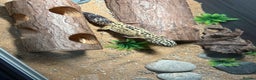 Gecko reptiles for sale: Two gekos for sale  - Advert 5