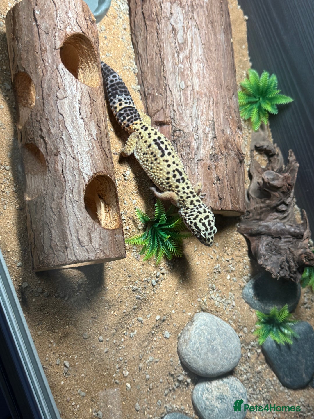 Gecko reptiles for sale: Two gekos for sale  - Advert 5