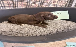 Cocker Spaniel dogs for sale: Two cocker spaniel litters - Image 15