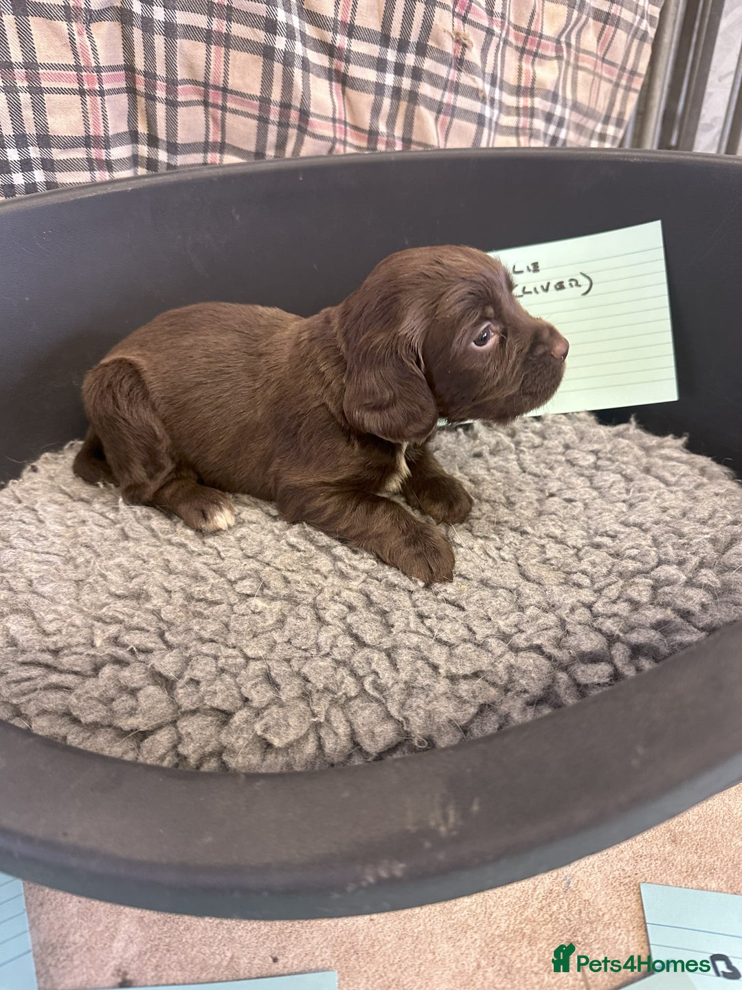 Cocker Spaniel dogs for sale: Two cocker spaniel litters - Image 15