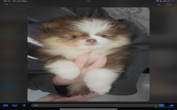 Pomeranian dogs for sale: Beautiful pom puppies -fully vaccinated  - Image 7