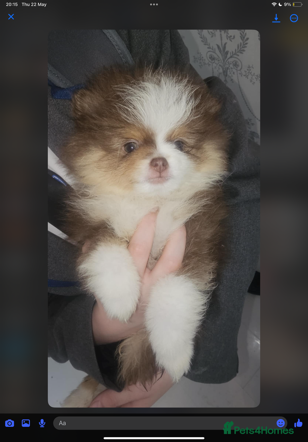 Pomeranian dogs for sale: Beautiful pom puppies -fully vaccinated  - Image 7