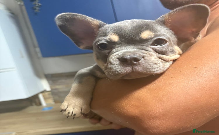 French Bulldog dogs in Basildon - Advert 2