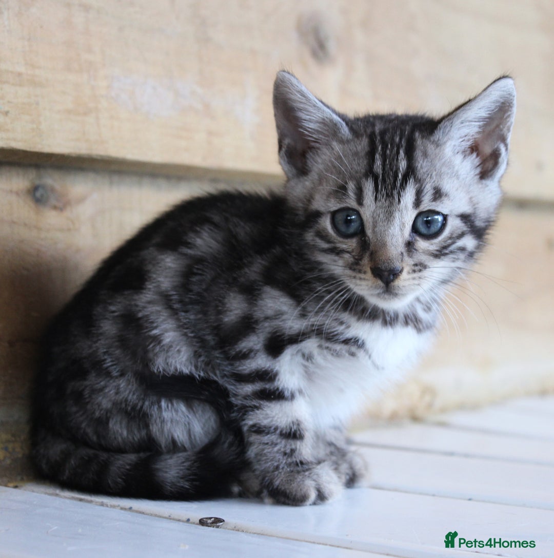 Bengal cats for sale: 2 CUTE SILVER FEMALE BENGAL KITTENS (TICA REG) - Image 5