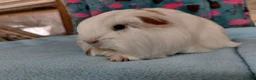 Guinea Pig rodents for sale: Baby Longhaired/Teddy Boars/Brothers RTR - Advert 9