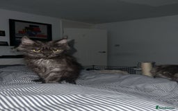 Maine Coon cats for sale: Stunning championship Maine coon black smoke - Image 9